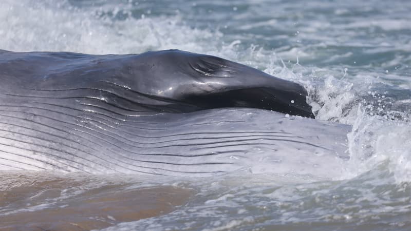 e36974d4-5851-4cc3-9219-52011b543bd0 Une Baleine de 12 Tonnes S’échoue sur l’Île de Ré