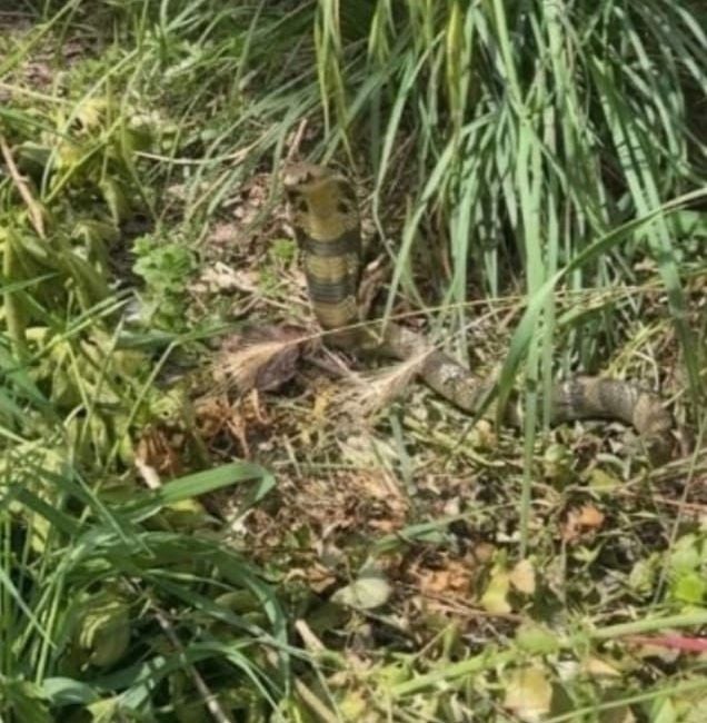 e8ac8dbf-6cbc-4599-87fe-896db821b5b6 Recherches en cours pour retrouver un cobra à Castelginest