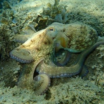 Le Retour Inattendu et Massif du Poulpe sur les Côtes Bretonnes