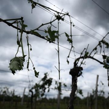 Les épisodes de grêle de plus en plus intenses affectent les vignobles