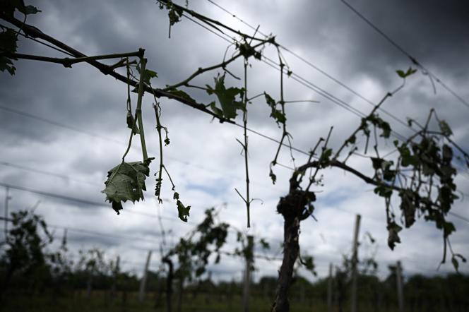 fe6b5ca5-3879-4997-82e8-2bac618c1607 Les épisodes de grêle de plus en plus intenses affectent les vignobles