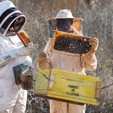 L’apiculture à Lamu: un atout pour la biodiversité et l’autonomisation des femmes