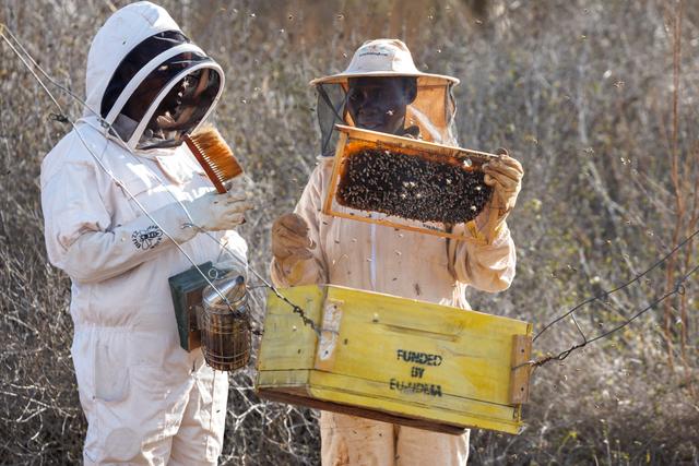 fee18ea4-e349-40e9-a0ed-899e1c190177 L’apiculture à Lamu: un atout pour la biodiversité et l’autonomisation des femmes