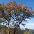 Accès Restreint dans les Massifs Forestiers du Var en Raison des Risques d’Incendie
