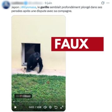 Vérité sur la vidéo virale du gorille pensif