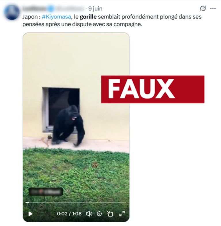 14e1c67c-9af0-4d3d-af47-292e7645ea79 Vérité sur la vidéo virale du gorille pensif