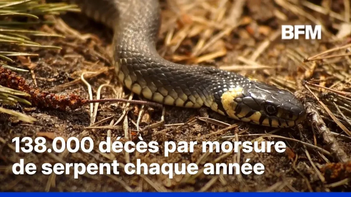 21ca9412-7afe-419f-a646-c487222cf7e1 Étude sur les serpents venimeux et le changement climatique