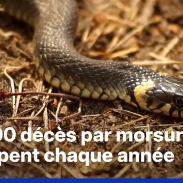 Étude sur les serpents venimeux et le changement climatique