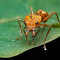 Les Moteurs de la Diversification des Fourmis