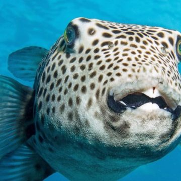 24875c8c-2794-4077-b2bd-10abeb3bcd3f Alerte aux morsures de poisson-globe en Méditerranée