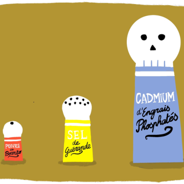 2c0bccbd-b0cb-4de5-9407-5dd3cec54e5f L’impact du cadmium dans notre alimentation quotidienne