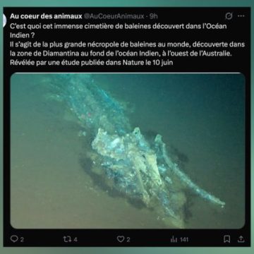 Découverte d’un cimetière de baleines dans l’océan Indien