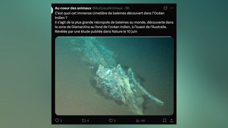 2f668ad9-bedf-4a90-afd2-61d217fc8f8e Découverte d’un cimetière de baleines dans l’océan Indien