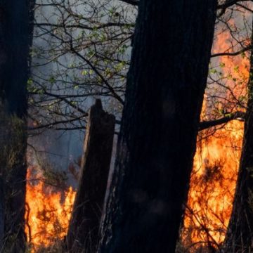 470b11d0-e687-47e2-b208-8d87d24f0f3f Incendies dans la Loire : arrestations et mobilisation massive