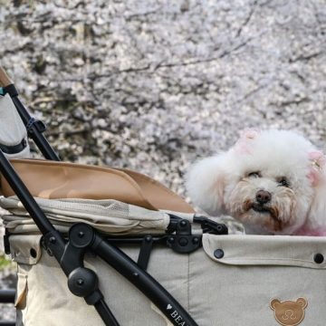 Le changement des attitudes face aux animaux de compagnie au Japon