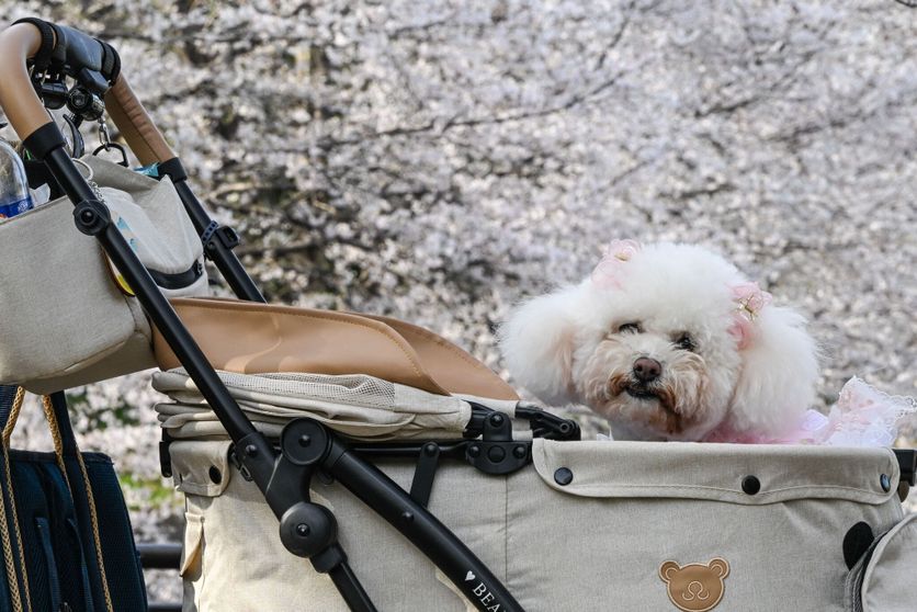 Daily Life In Osaka Le changement des attitudes face aux animaux de compagnie au Japon