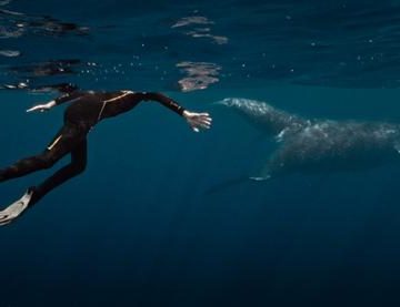 4c949900-f5f5-4fe8-b520-6523550e5635 Un documentaire explore la communication musicale avec les baleines