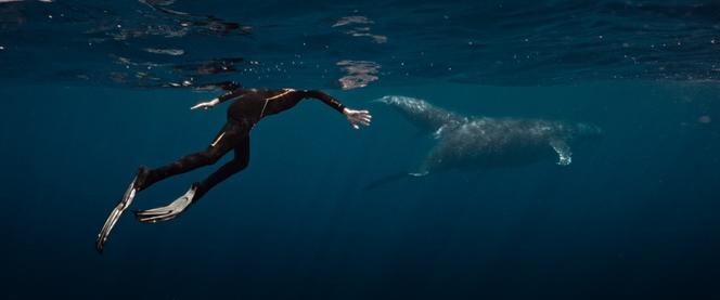 4c949900-f5f5-4fe8-b520-6523550e5635 Un documentaire explore la communication musicale avec les baleines