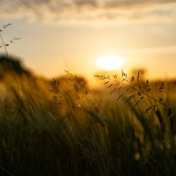 Beautiful rural grain field at sunset La Trace et l’Infini de Nathalie Nabert : Un voyage poétique