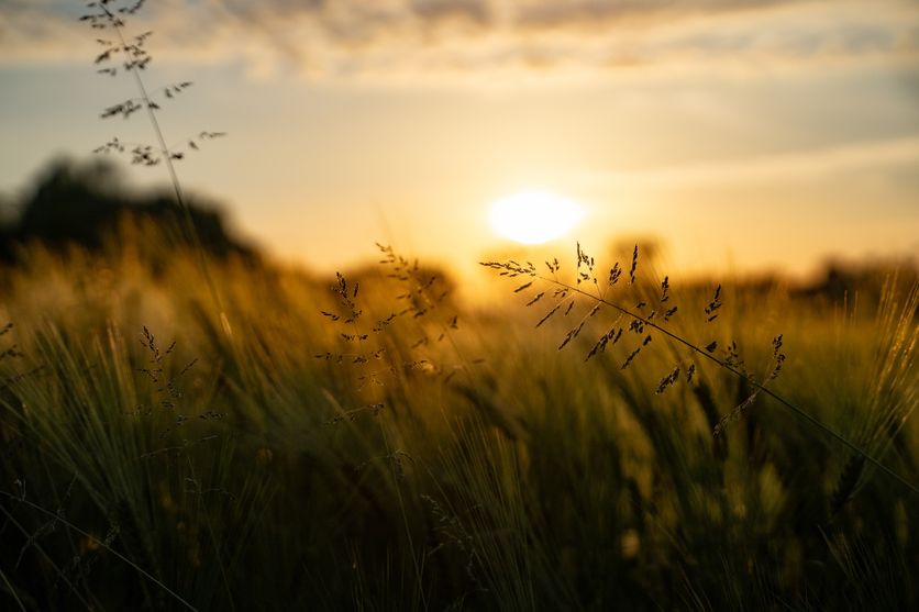 Beautiful rural grain field at sunset La Trace et l’Infini de Nathalie Nabert : Un voyage poétique