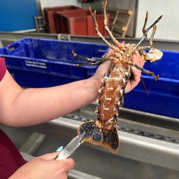 Mesures pour préserver les stocks de homards au Croisic