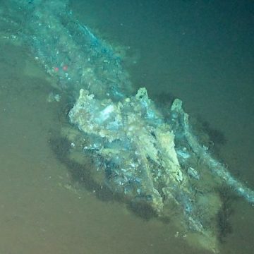 Découverte du plus grand cimetière de baleines au monde