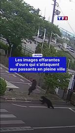699428d5-5e23-4e82-99a6-2f5467d25d8f Japon : les attaques des ours en milieu urbain