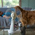 Alerte aux dangers pour les animaux durant la canicule