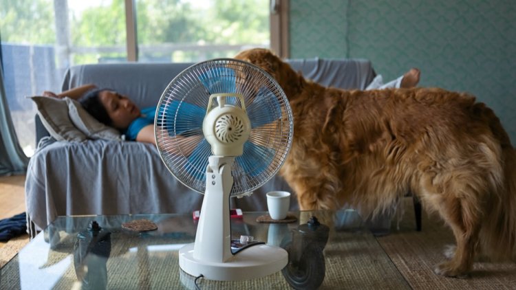 69f64a10-9857-412f-a69d-71aaae277e96 Alerte aux dangers pour les animaux durant la canicule