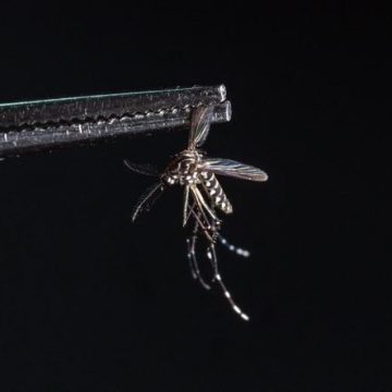 6df4defe-79f9-4af8-88bc-3b0e8f14aa8d La Guyane face à une nouvelle épidémie de chikungunya