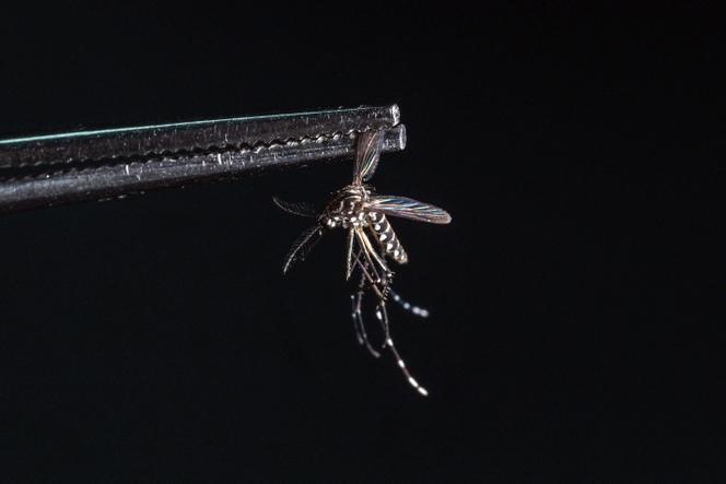 6df4defe-79f9-4af8-88bc-3b0e8f14aa8d La Guyane face à une nouvelle épidémie de chikungunya