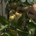La sécheresse éclair inquiète les agriculteurs