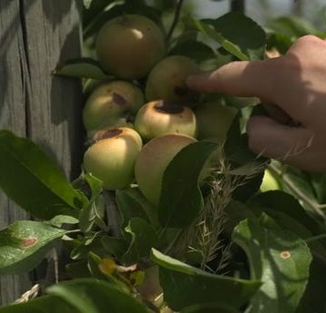 779b856f-c462-41e8-82d8-901b1ae1e9bb La sécheresse éclair inquiète les agriculteurs
