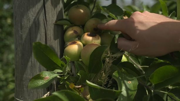 779b856f-c462-41e8-82d8-901b1ae1e9bb La sécheresse éclair inquiète les agriculteurs