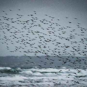 La France renforce les aires marines protégées sans nouvelles mesures de conservation