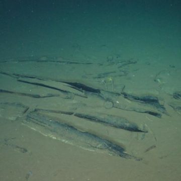 Découverte d’un Cimetière Fossilisé de Baleines en Australie