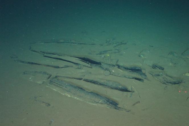 ae0ac1f5-daf9-4cc0-8a77-9d48d666c7d4 Découverte d’un Cimetière Fossilisé de Baleines en Australie