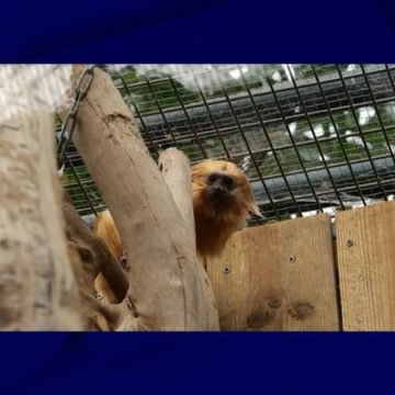 Retrouvailles bouleversantes au Zoo de Beauval : Zlatka, le tamarin lion doré, de retour après 11 ans