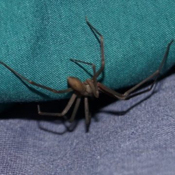 bcb0f688-a169-429b-ba38-e0d72c945b3a Un homme évite l’amputation après une morsure d’araignée en Espagne
