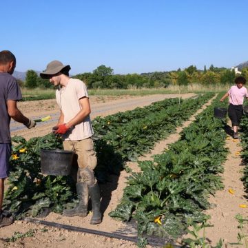 La baisse des producteurs bio en France malgré une consommation en hausse