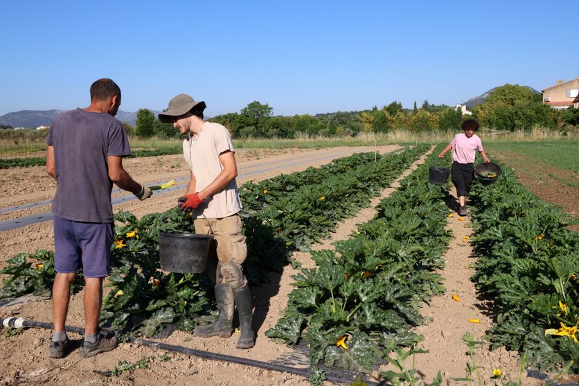 agriculture et maraîchage La baisse des producteurs bio en France malgré une consommation en hausse