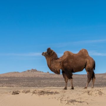Adaptations des Animaux pour Survivre sans Eau