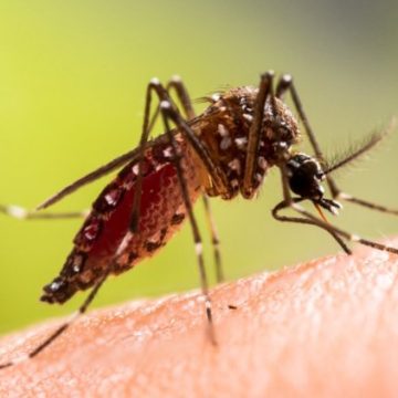 eff61735-6f65-4d98-aace-9cf2209d5bcb Chikungunya : Détection d’un premier cas dans le Tarn et mesures préventives