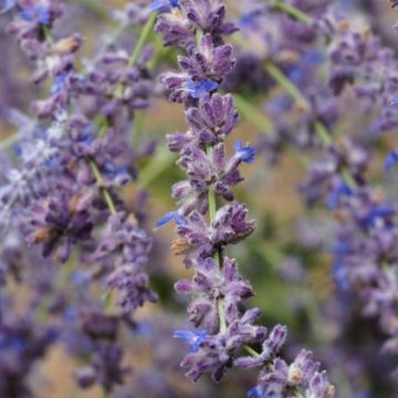 f9b2d1ae-b65d-4fbb-9d47-9f8da26ccf87 Plantes Résistantes à la Sécheresse pour Votre Jardin
