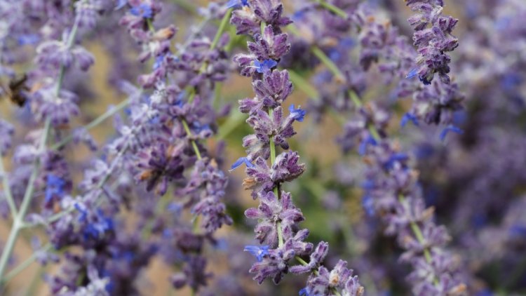 f9b2d1ae-b65d-4fbb-9d47-9f8da26ccf87 Plantes Résistantes à la Sécheresse pour Votre Jardin