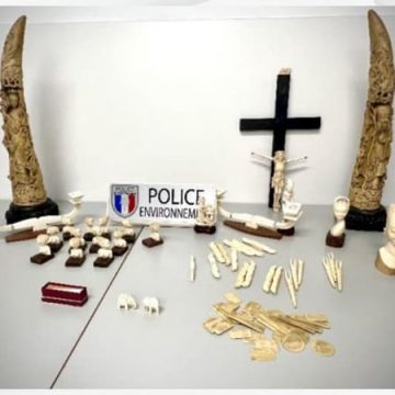 Saisie d’objets en ivoire d’éléphant à Maroilles par l’OFB Nord