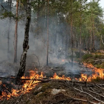 0cb3d3eb-cb08-41e1-abd0-062b754a8179 Enquête sur le feu en forêt de Fontainebleau