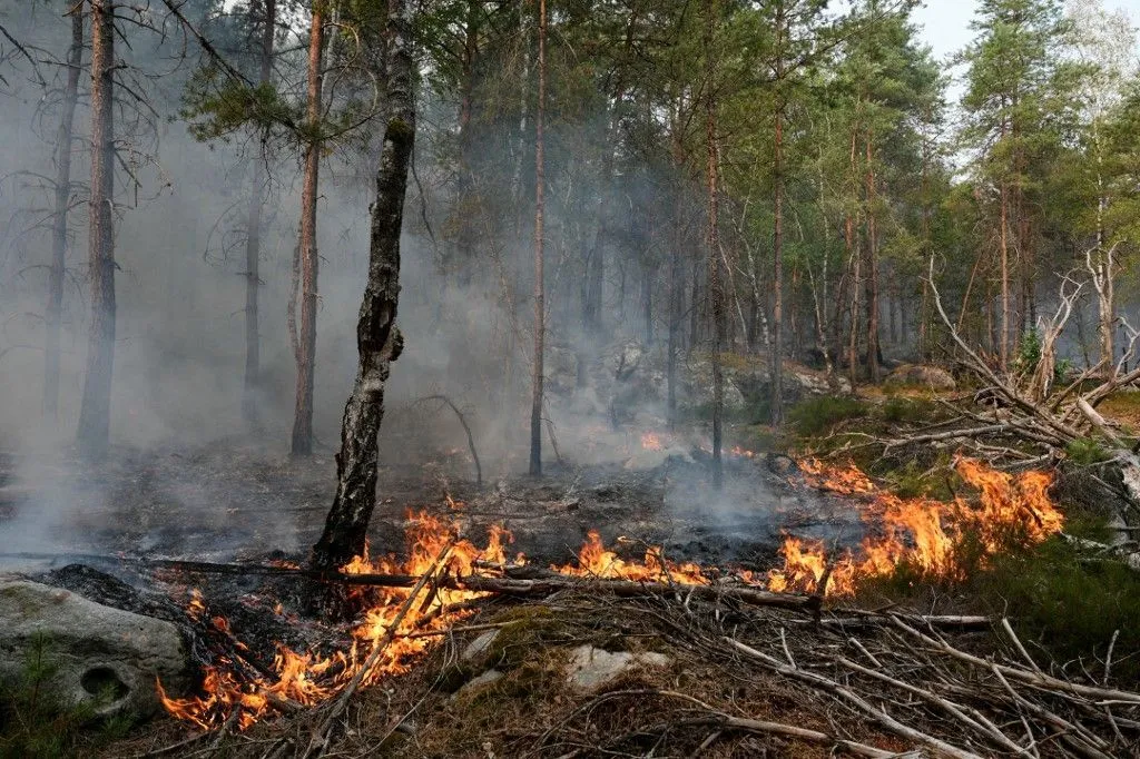 0cb3d3eb-cb08-41e1-abd0-062b754a8179 Enquête sur le feu en forêt de Fontainebleau