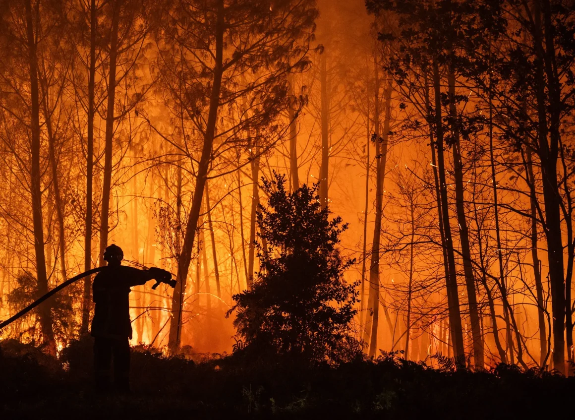0d3cb65d-1062-4e23-98d4-b3244732a5ca Reconstruction durable des forêts incendiées en France