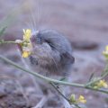 Découverte sur la Similarité Olfactive entre Humains et Souris